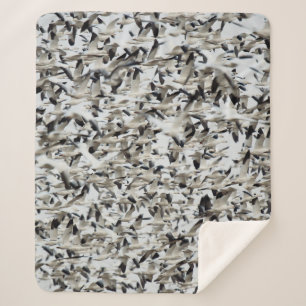 A HUGE DENSE FLOCK OF SNOW GEESE FLY TOGETHER IN T SHERPA BLANKET