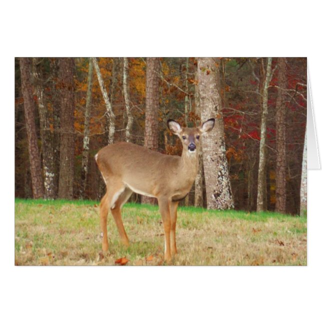 A Hunter's Dream Deer (Front Horizontal)