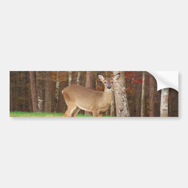 A Hunter's Dream Deer Bumper Sticker (Front)