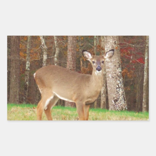 A Hunter's Dream Deer Sticker (Front)