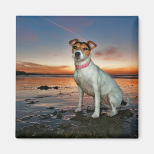 A Jack Russell Sitting Beach Brighton Beach Magnet