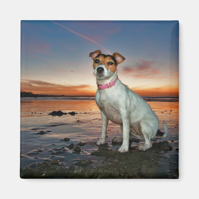 A Jack Russell Sitting Beach | Brighton Beach Magnet (Front)
