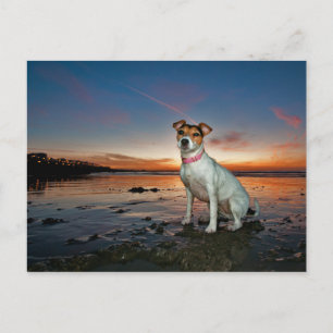 A Jack Russell Sitting Beach Brighton Beach Postcard