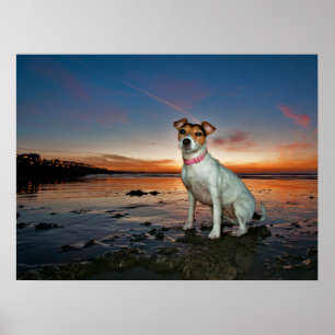 A Jack Russell Sitting Beach Brighton Beach Poster