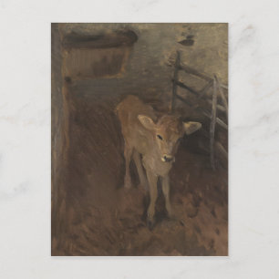 A Jersey Calf Postcard