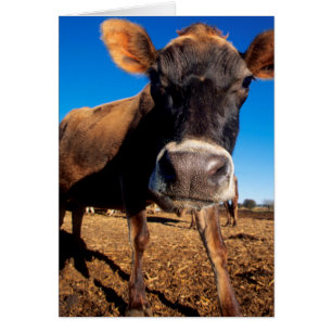A Jersey cow being inquisitive