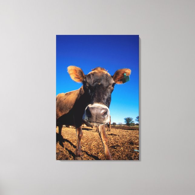 A Jersey cow being inquisitive Canvas Print (Front)