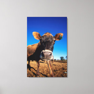 A Jersey cow being inquisitive Canvas Print