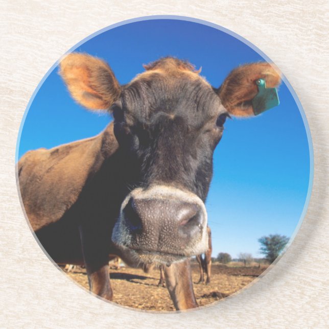 A Jersey cow being inquisitive Coaster (Front)