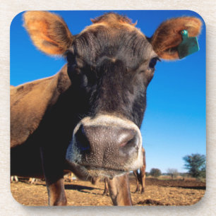A Jersey cow being inquisitive Coaster