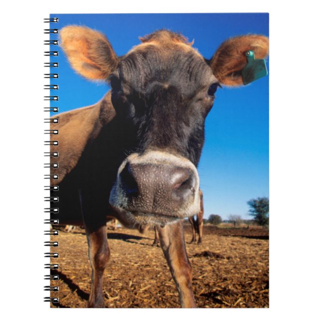A Jersey cow being inquisitive Notebook (Front)