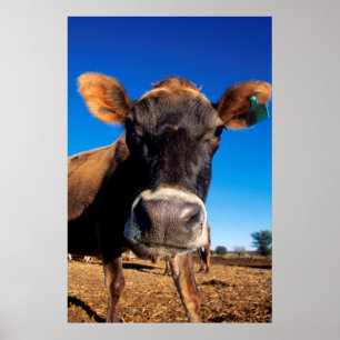 A Jersey cow being inquisitive Poster