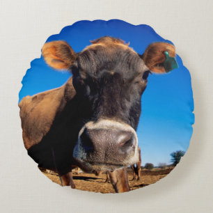 A Jersey cow being inquisitive Round Pillow
