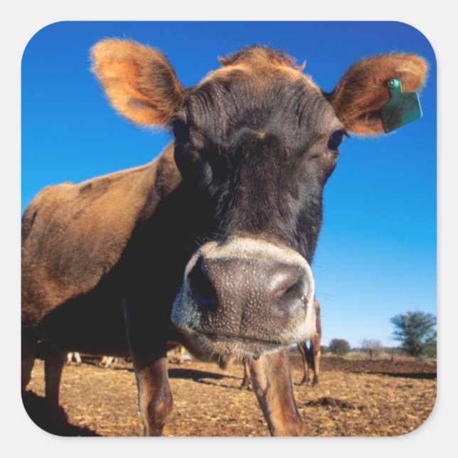 A Jersey cow being inquisitive Square Sticker (Front)