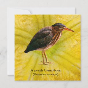 A juvenile Green Heron (Butorides virescens)