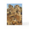 A Kalahari Wish - Seasons Greetings Card