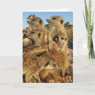 A Kalahari Wish - Seasons Greetings Card