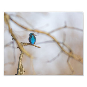 A kingfisher on his branch photo print