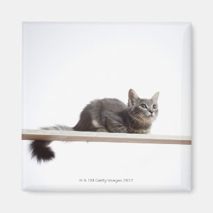 A kitten of Saiberian cat on the board Magnet