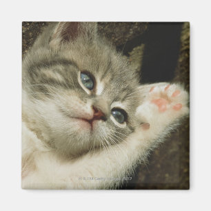 A kitten, with large blue eyes, lays on it's magnet