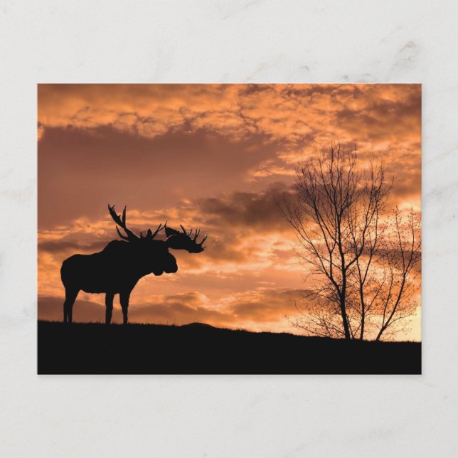 à la carte postale du coucher du soleil (Devant)