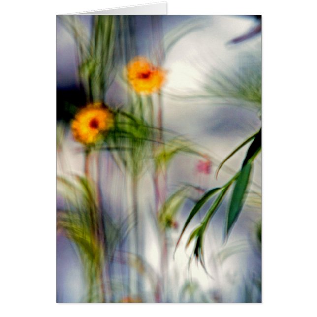 A Lack of Focus-Flowers (Front)