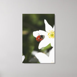 A ladybird on a wood anemone Stockholm Sweden Canvas Print
