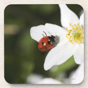 A ladybird on a wood anemone Stockholm Sweden Coaster
