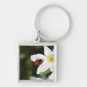A ladybird on a wood anemone Stockholm Sweden. Keychain