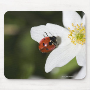 A ladybird on a wood anemone Stockholm Sweden Mouse Pad