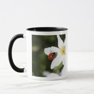 A ladybird on a wood anemone Stockholm Sweden. Mug