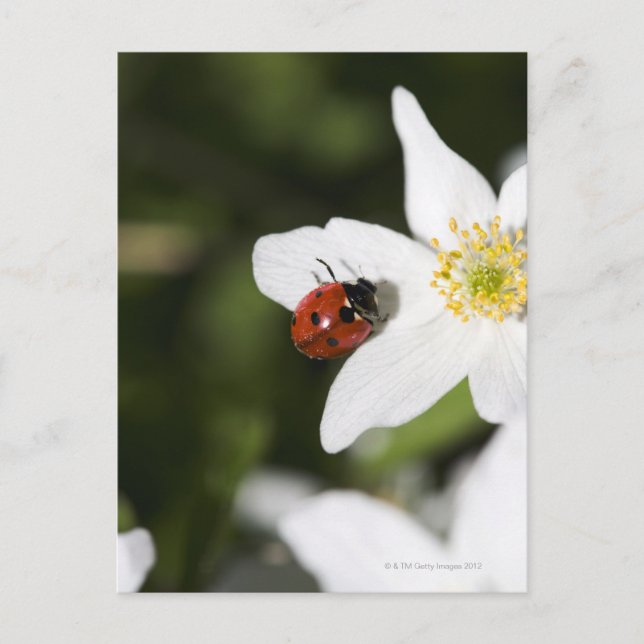 A ladybird on a wood anemone Stockholm Sweden Postcard (Front)