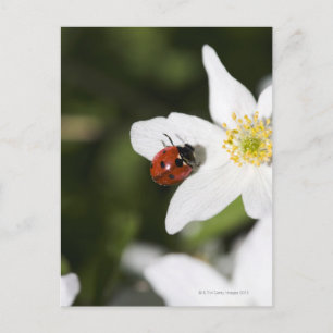 A ladybird on a wood anemone Stockholm Sweden Postcard