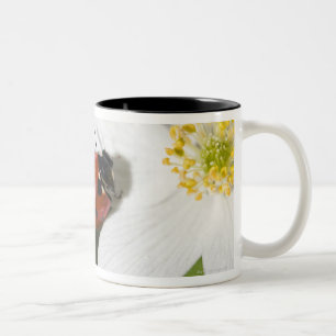 A ladybird on a wood anemone Stockholm Sweden Two-Tone Coffee Mug