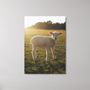 A Lamb at the Setting of the Sun Sweden Canvas Print