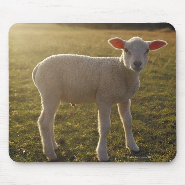 A Lamb at the Setting of the Sun Sweden Mouse Pad (Front)