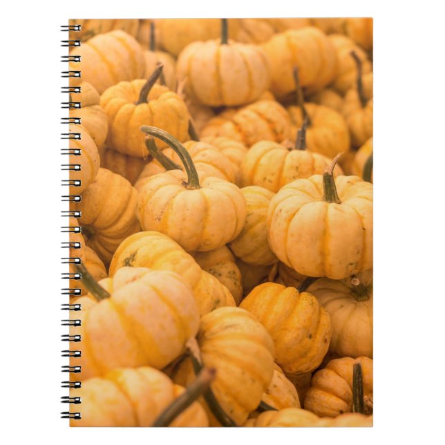 A large amount of Pumpkins Notebook (Front)