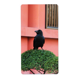 A Large-Billed Jungle Crow A Perch On A Cloud Tree