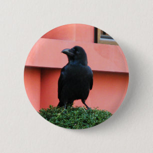 A Large-Billed Jungle Crow A Perch On A Cloud Tree 2 Inch Round Button