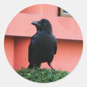 A Large-Billed Jungle Crow A Perch On A Cloud Tree Classic Round Sticker