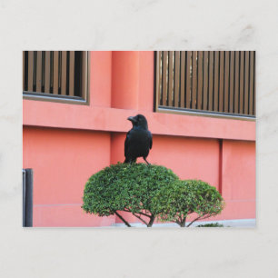 A Large-Billed Jungle Crow A Perch On A Cloud Tree Postcard