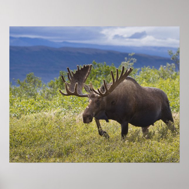 A large bull moose stands among willows poster (Front)