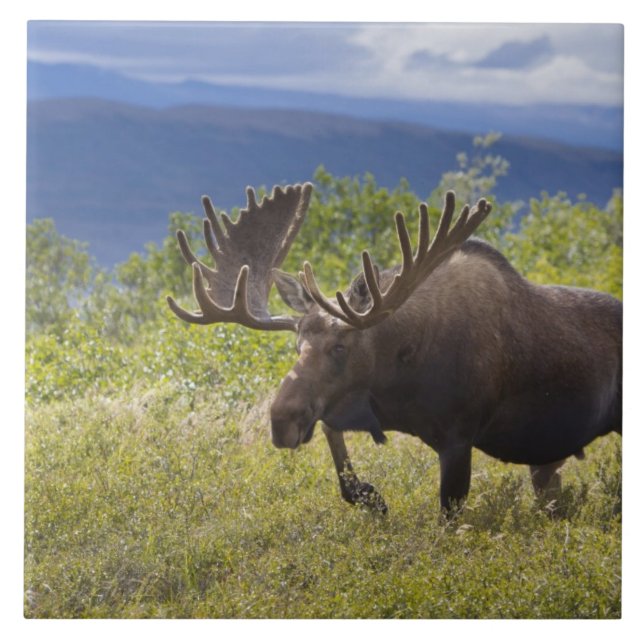 A large bull moose stands among willows tile (Front)