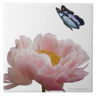 a large pink peony is visited by a ethereal tile