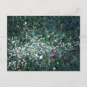 A Lark in a Meadow Postcard