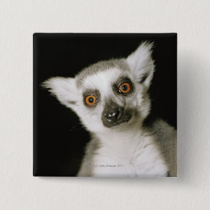 A lemur. 2 inch square button