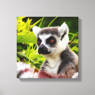 a lemur of madagascar on wrapped  canvas