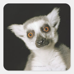 A lemur. square sticker