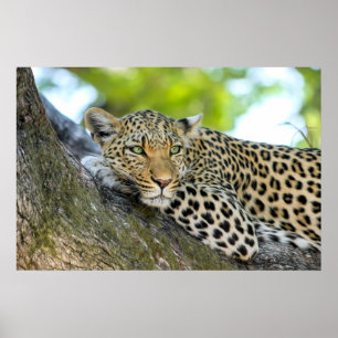 A Leopard's Gaze - Closeup Print