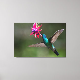 A Lesser Violetear Hummingbird in the Cloud Forest Canvas Print